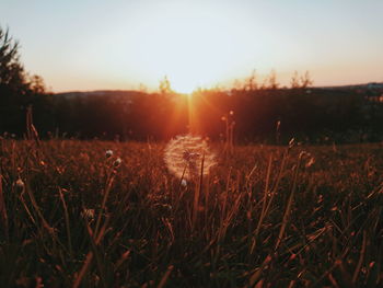 Scenic view of field against sky during sunset