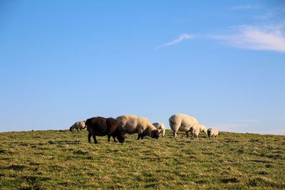 Sheep grazing in a field