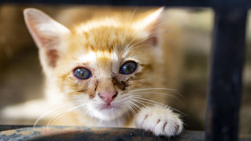 Close-up portrait of cat looking at camera