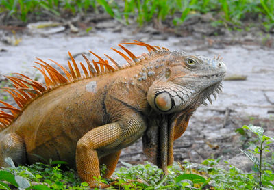 Close-up of a lizard on a field