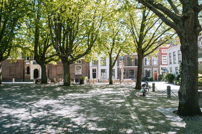 Trees and buildings in city