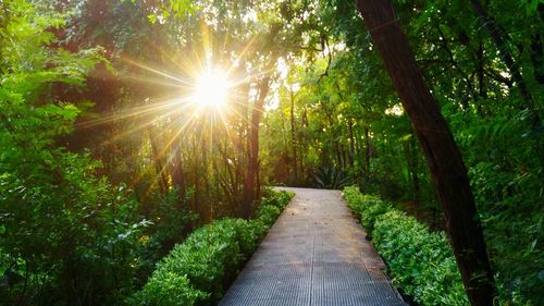 Narrow pathway along trees in forest
