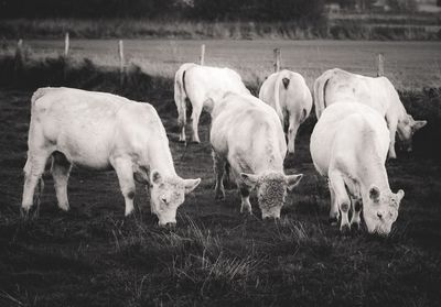 Cows grazing on grassy field