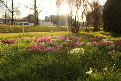 Purple crocus flowers growing in field