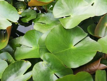 Full frame shot of green leaves on plant