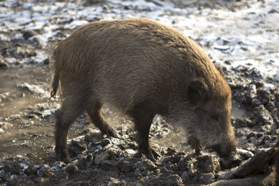 Close-up of pig