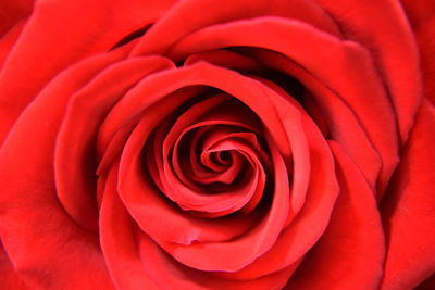 Close-up of red rose