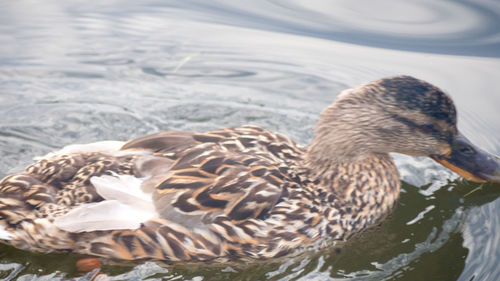 High angle view of mallard duck swimming in lake