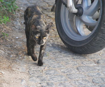 Black cat lying down on street