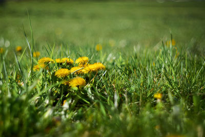 Close-up of yellow flowering plants on field