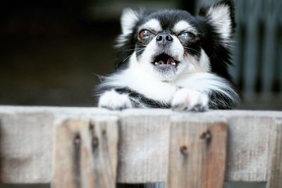 Close-up portrait of dog