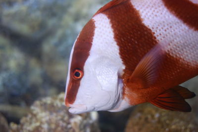 Close-up of fish swimming in sea