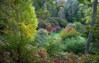 High angle view of trees in forest during autumn