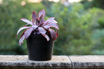 Close-up of plant against blurred background