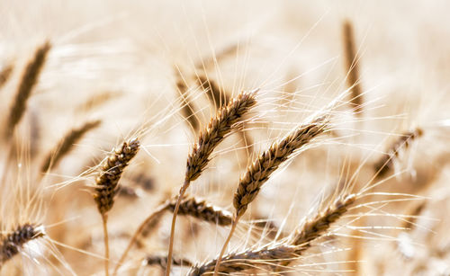 Close-up of wheat crops on field