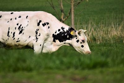 View of cow on field