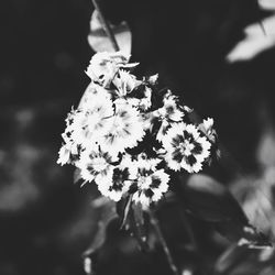 Close-up of white flowers