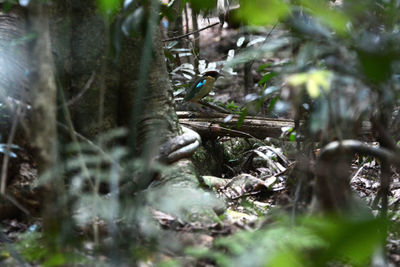 Close-up of plant in forest