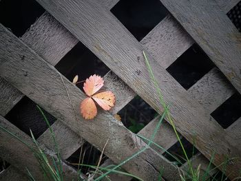 Close-up of flowering plants on wooden fence