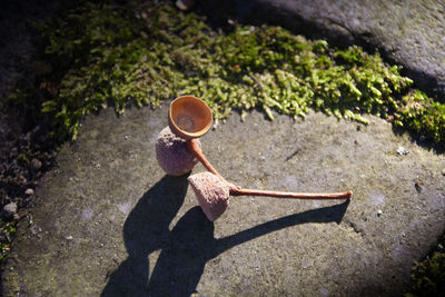 High angle view of dried fruit on stone