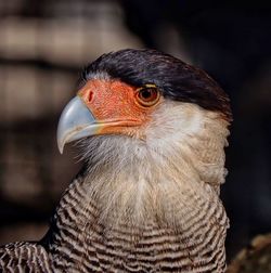 Close-up of a bird