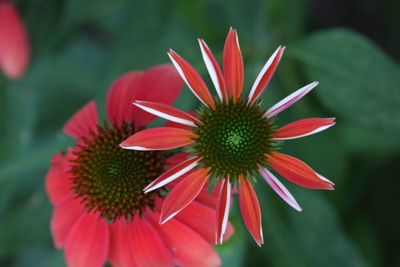 Close-up of red flower