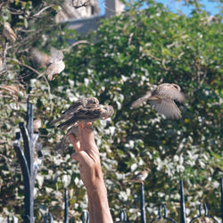 Close-up of bird flying against plants