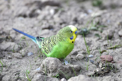 Close-up of bird