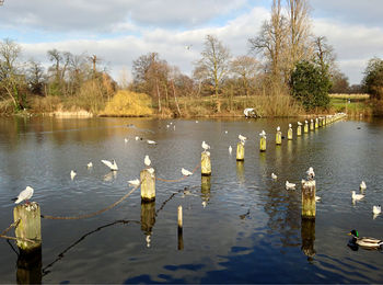 Swans swimming in lake against sky