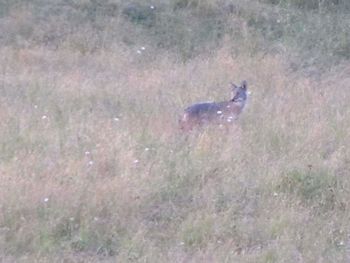 Animal grazing on grassy field