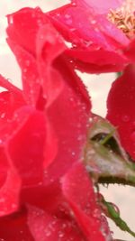 Close-up of red rose