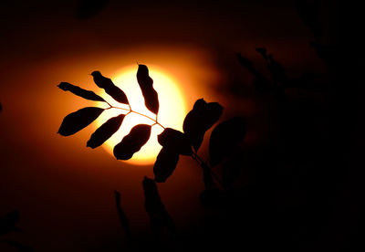 Close-up of leaves against sunset