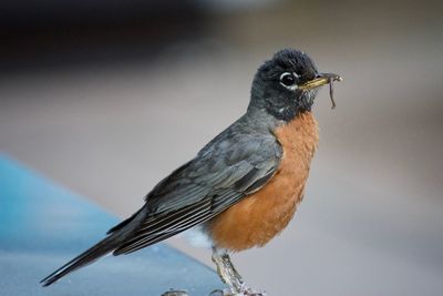 Close-up of bird perching