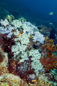 View of fishes swimming in sea