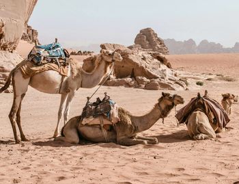 Camels in desert