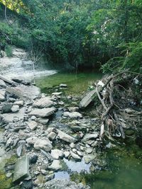 Stream flowing through forest