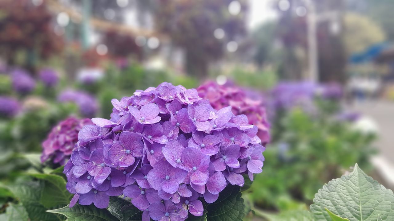 flower, flowering plant, plant, freshness, beauty in nature, purple, nature, close-up, growth, fragility, petal, focus on foreground, hydrangea, inflorescence, plant part, flower head, leaf, garden, outdoors, springtime, pink, day, no people, lilac, botany, summer, blossom