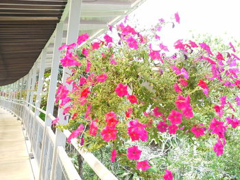 Close-up of pink flowers