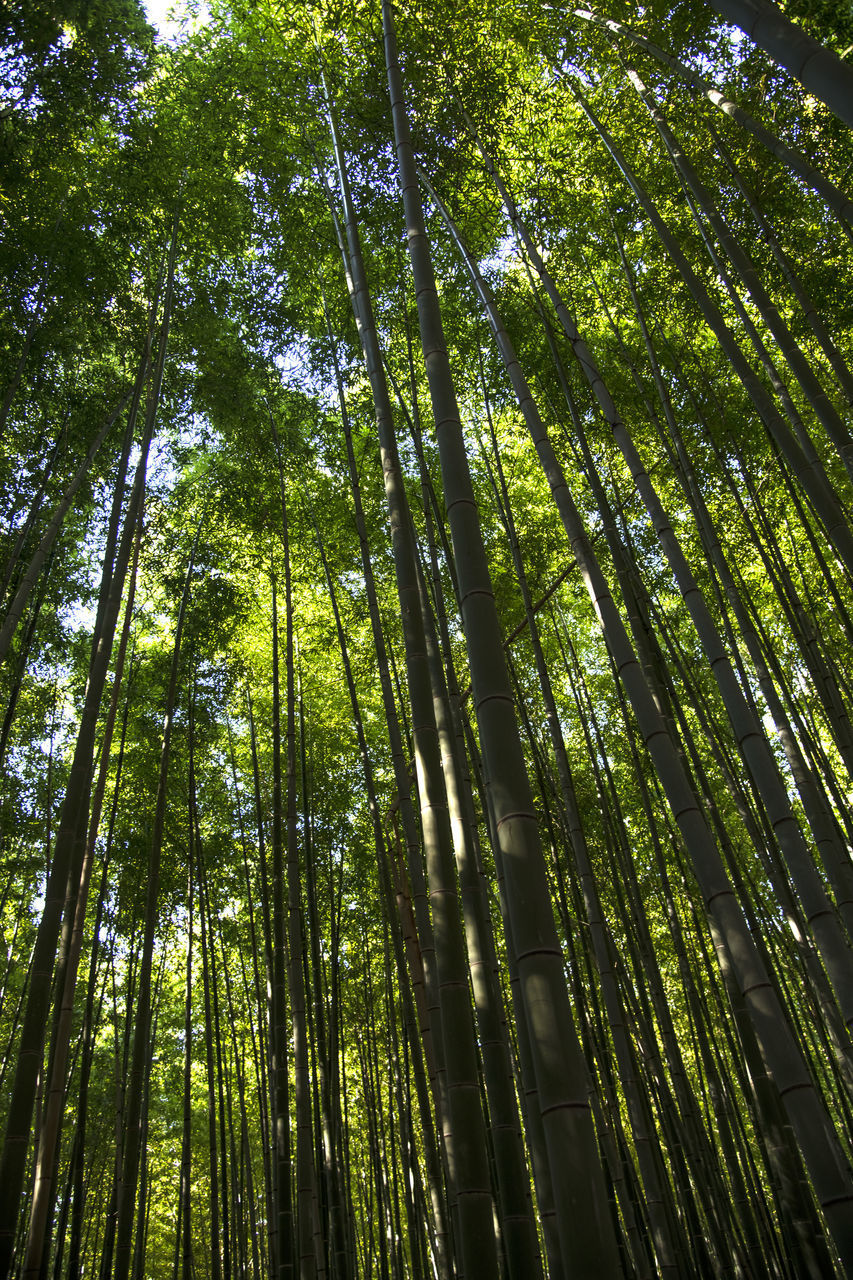 LOW ANGLE VIEW OF BAMBOO TREE