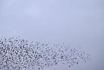 Low angle view of birds flying against clear sky