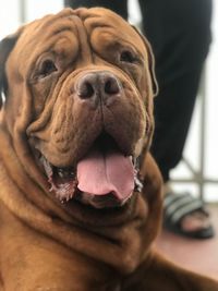 Close-up portrait of a dog