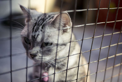 Close-up of cat in cage