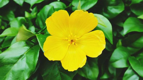 Close-up of yellow flower blooming in park