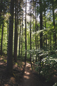 Trees in forest