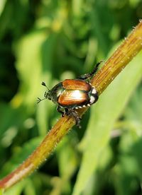 Close-up of insect on plant