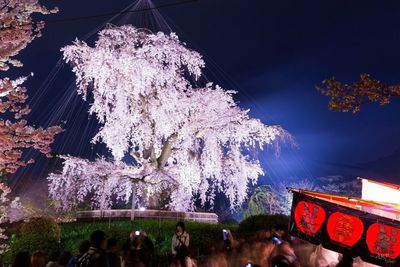 View of flowers in the dark