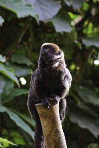 Close-up of monkey sitting on branch