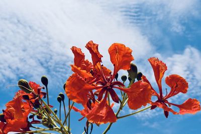 Close-up of orange flowering plant against cloudy sky