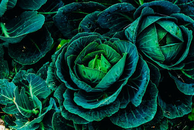 High angle view of rose plant