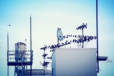 Birds perching on pole against clear sky